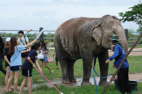 Animal Lovers Club Provides Assistance to Wildlife Foundation